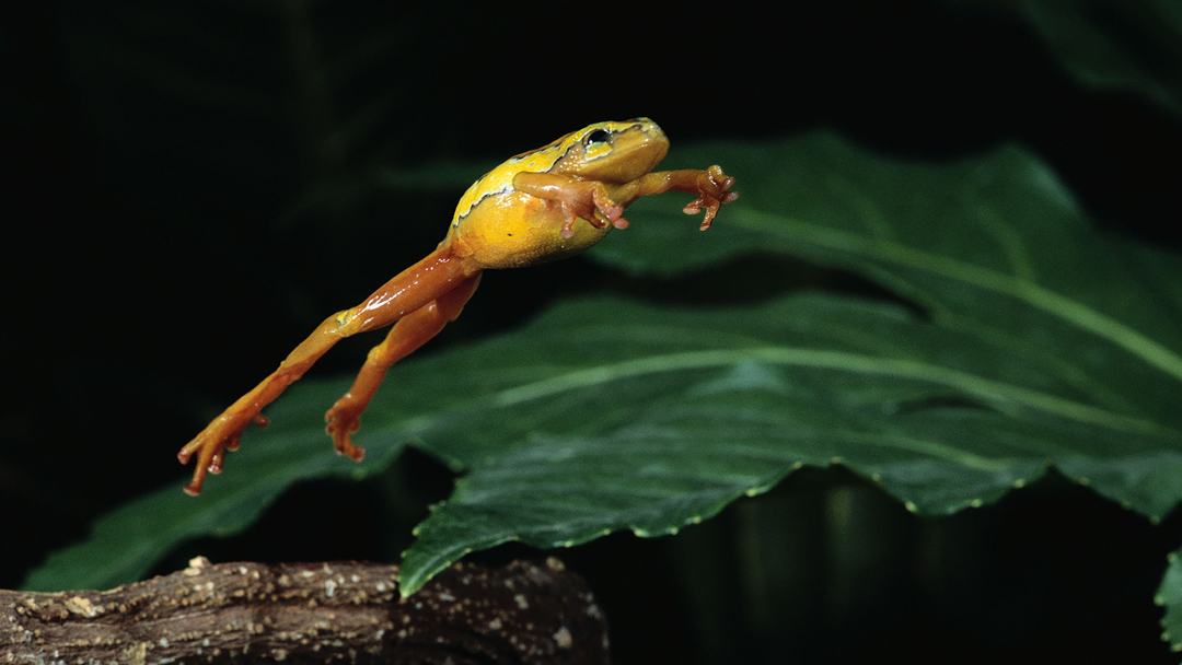 frog web pic