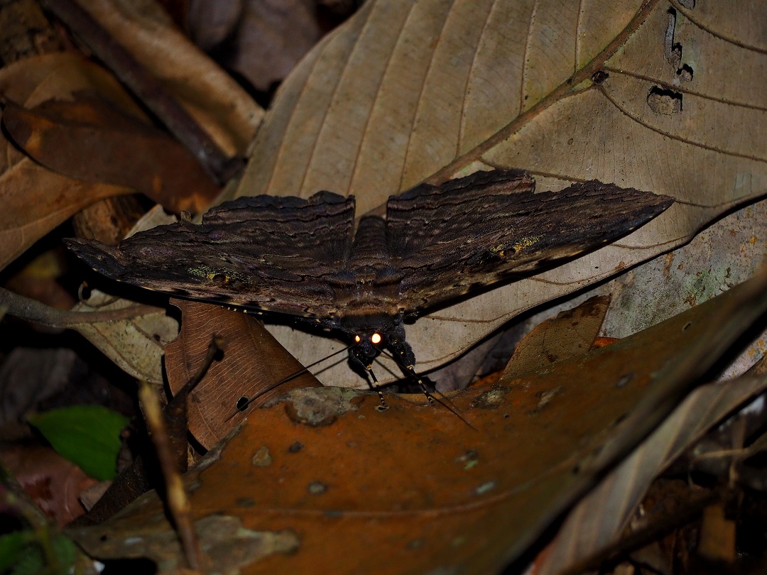 web 4.P9040242
