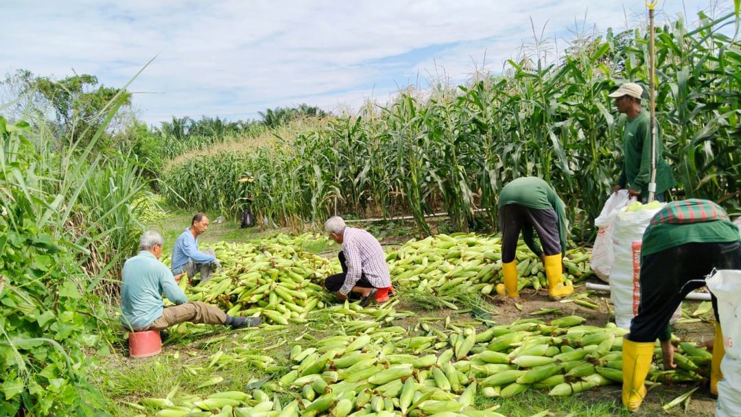 sweet corn